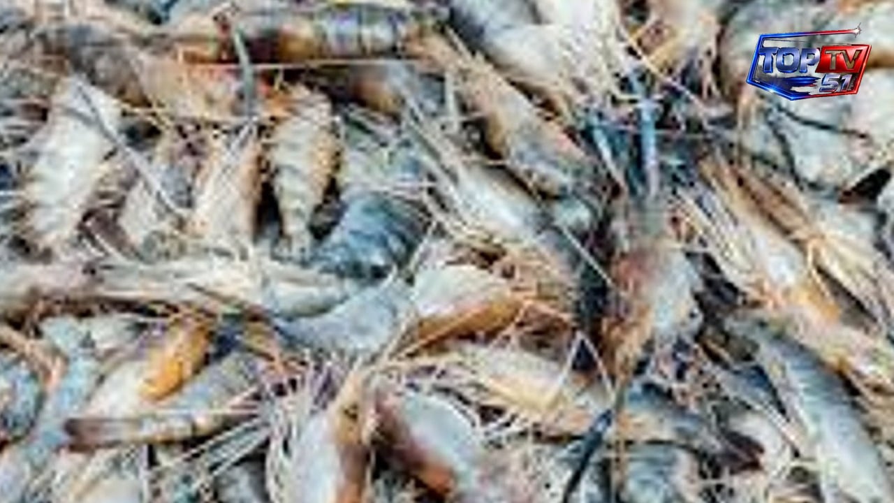คนเลี้ยงกุ้งเตรียมยื่นหนังสือ รมว.เกษตรฯ หลังมาเลเซียระงับนำเข้า 5 สายพันธุ์