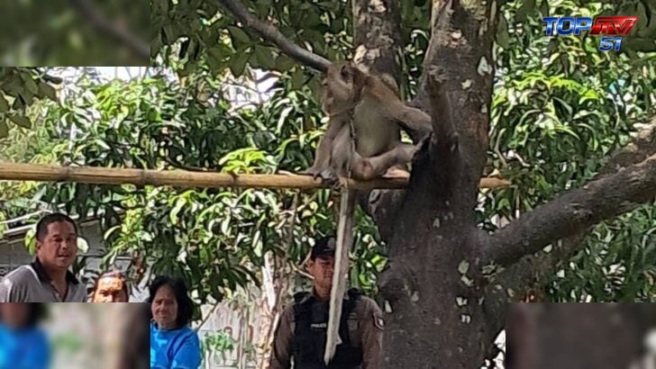 Boy, 6, bit to death by grandfather’s monkey in Nakhon Si Thammarat